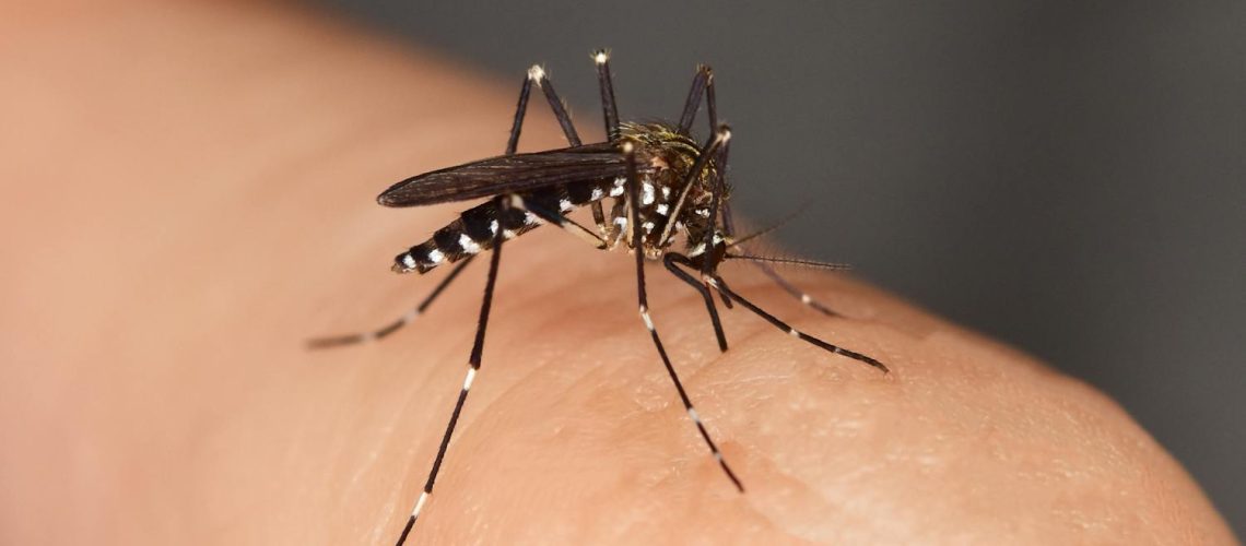Tout savoir sur le moustique tigre et comment s'en protéger